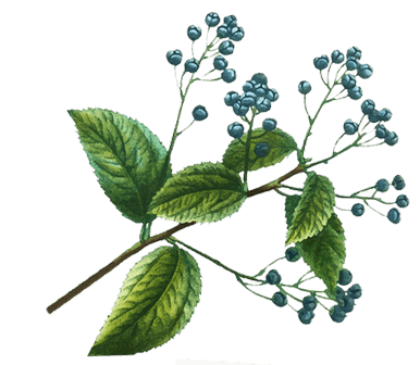 berries