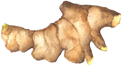 ginger-root