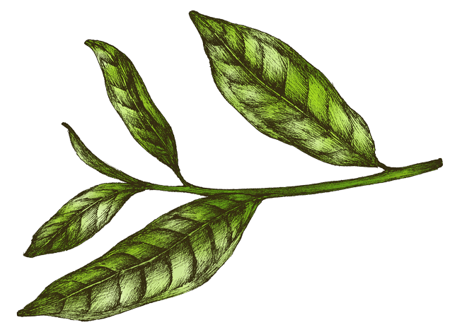 greantea
