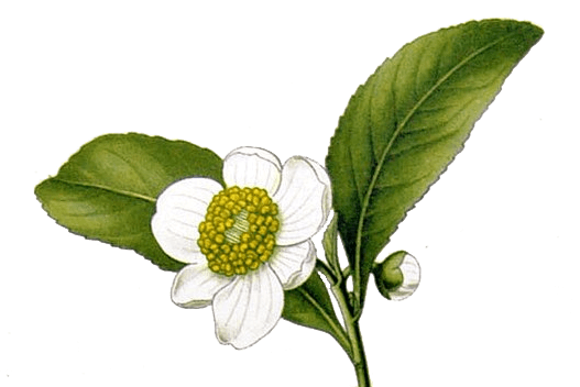 tealeaf-flower